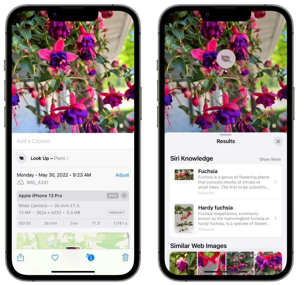 神池苹果手机维修分享小技巧：使用 iPhone 相机识别花卉植物 